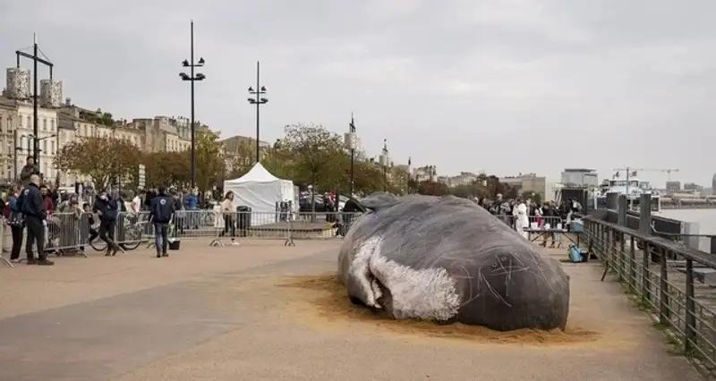 Туша мертвого кашалота появилась на берегу Каспийского моря в Баку